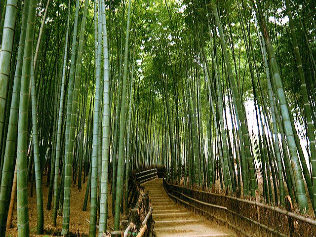 piantagione bambù